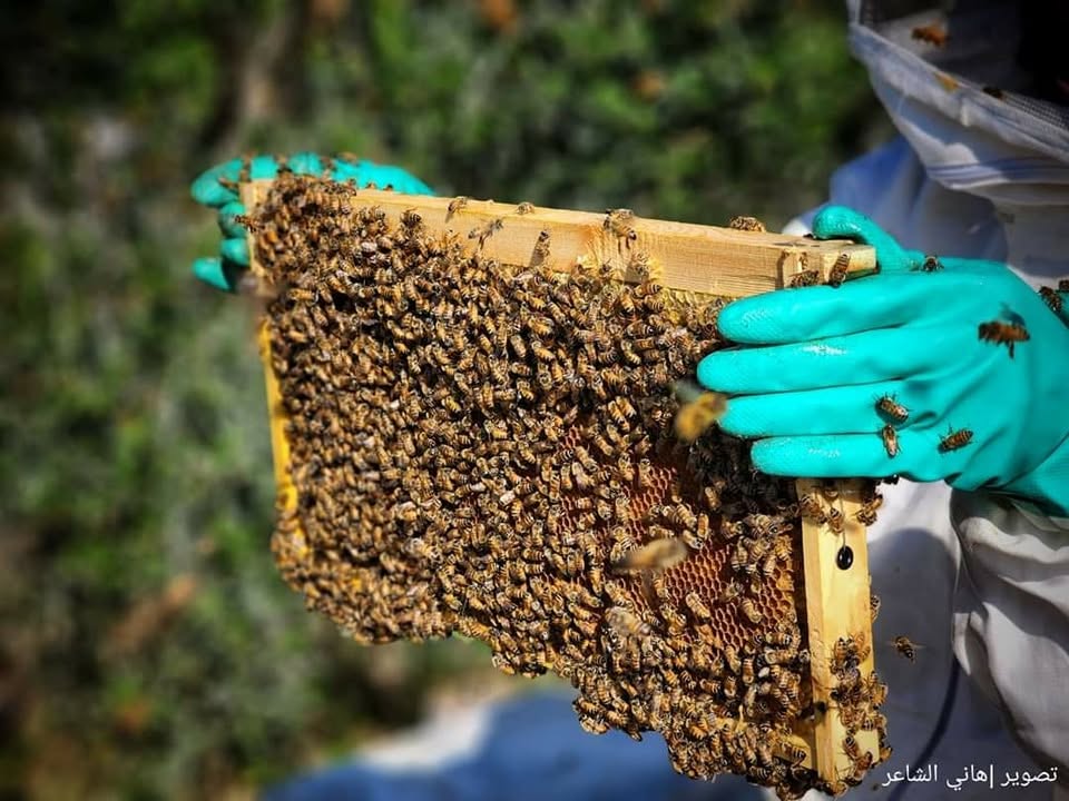 نحّال يفحص إطار شمع مليء بالنحل